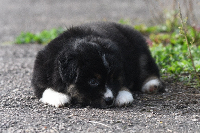 Les chiots de Berger Américain Miniature 