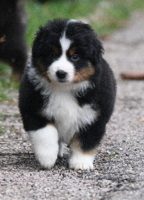 Les chiots de Berger Américain Miniature 