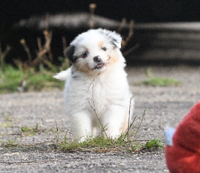 Les chiots de Berger Australien