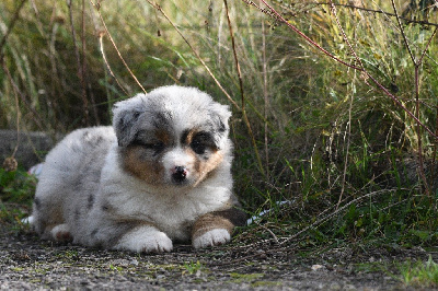 Les chiots de Berger Américain Miniature 