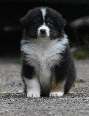 Les chiots de Berger Australien
