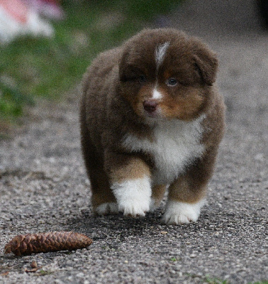 Les chiots de Berger Américain Miniature 