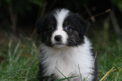 Les chiots de Berger Australien