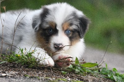 Les chiots de Berger Australien