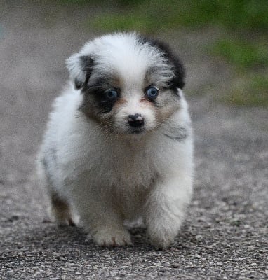 Les chiots de Berger Australien