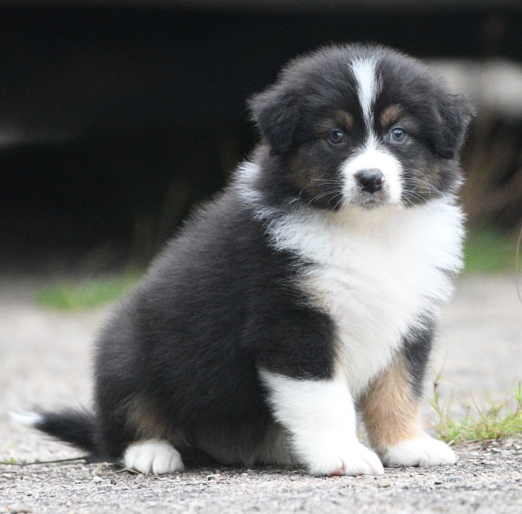 Avec le tikuna ravi in parigi