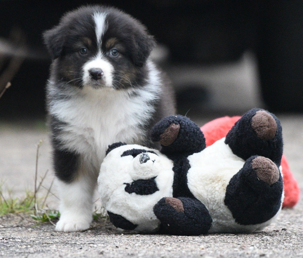 Avec le tikuna ravi in parigi