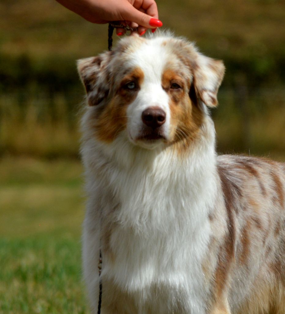 Accueil - Elevage In Parigi - eleveur de chiens Berger Australien