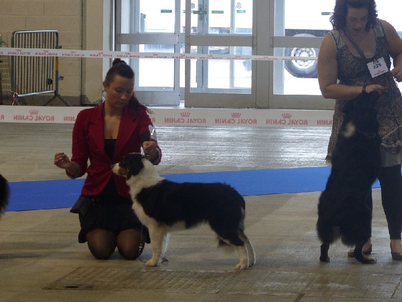 Ibiza In Parigi - Tres prometteur meilleure puppy female