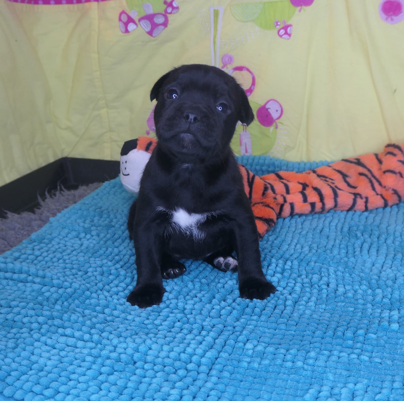 CHIOT 2 - Staffordshire Bull Terrier