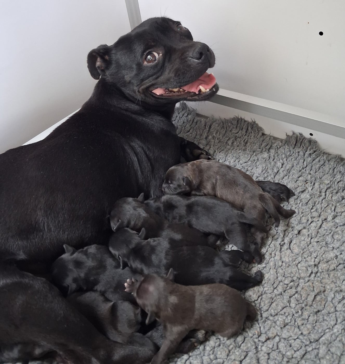 Staffordshire Bull Terrier - De Contagious Magic