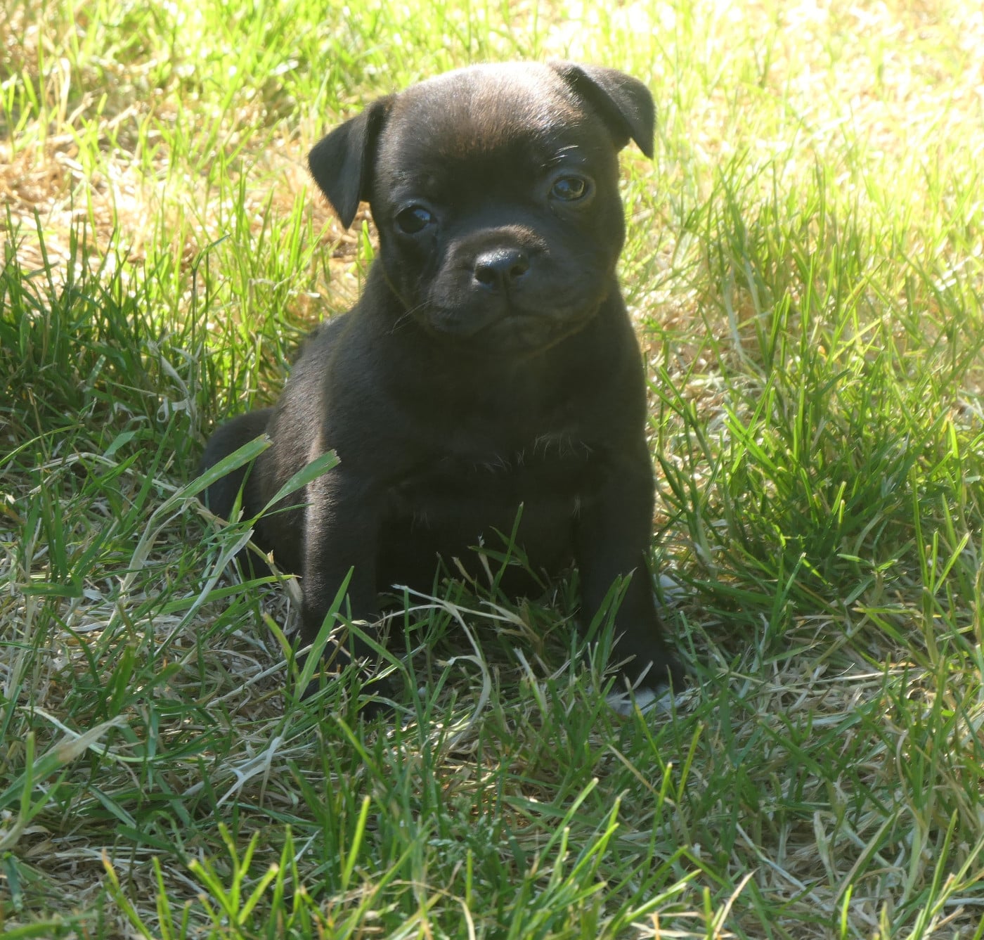 Ball of Fire de Contagious Magic - Staffordshire Bull Terrier