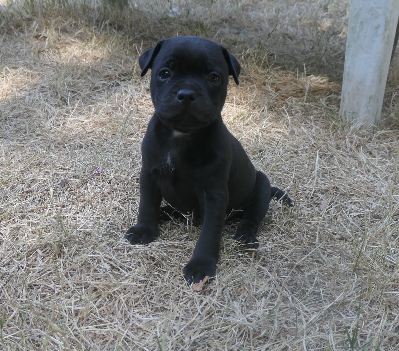Staffordshire Bull Terrier - De Contagious Magic