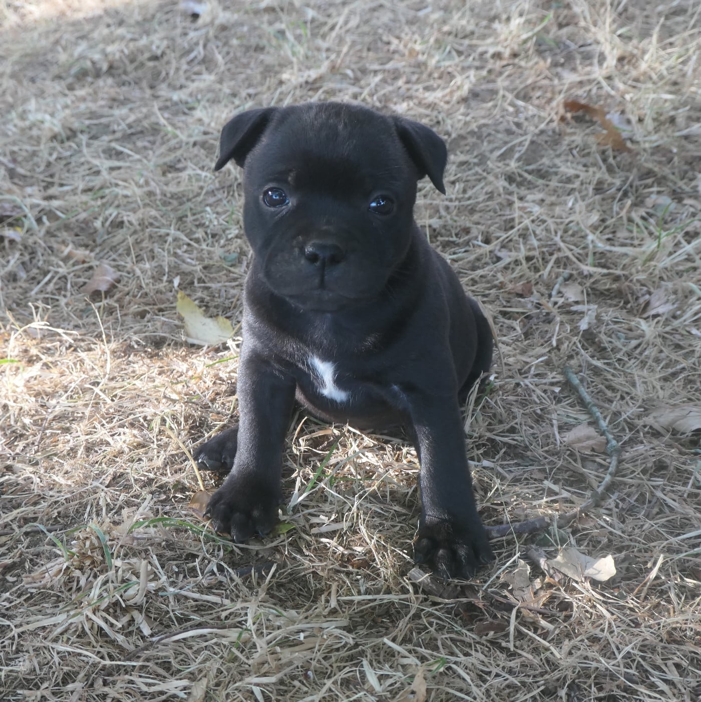 Staffordshire Bull Terrier - De Contagious Magic