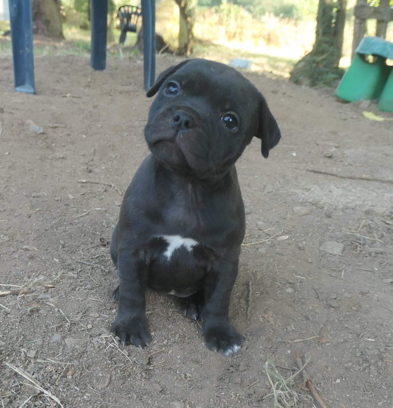 Staffordshire Bull Terrier - De Contagious Magic