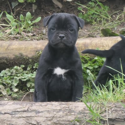Les chiots de Staffordshire Bull Terrier