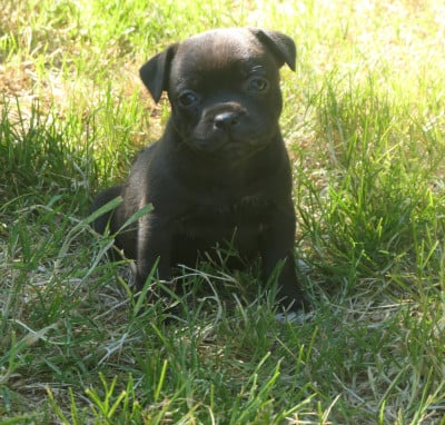 Les chiots de Staffordshire Bull Terrier