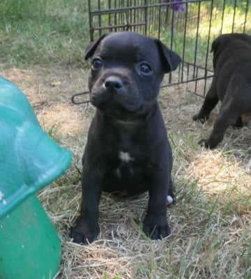 Les chiots de Staffordshire Bull Terrier