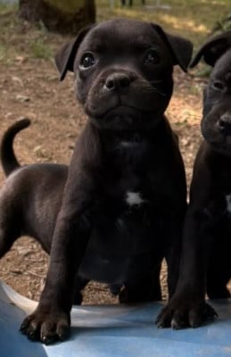 Les chiots de Staffordshire Bull Terrier
