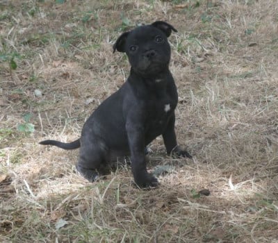 Les chiots de Staffordshire Bull Terrier
