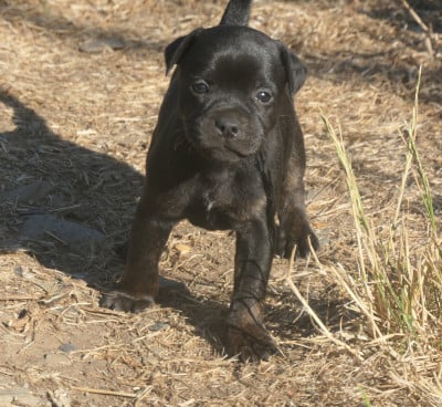 Les chiots de Staffordshire Bull Terrier