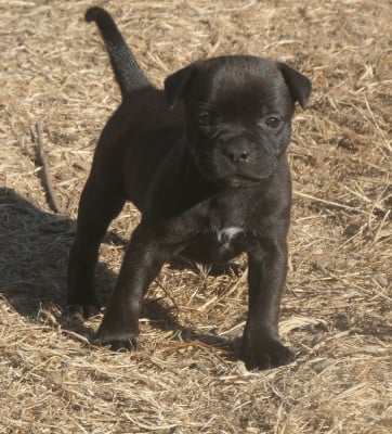 Les chiots de Staffordshire Bull Terrier