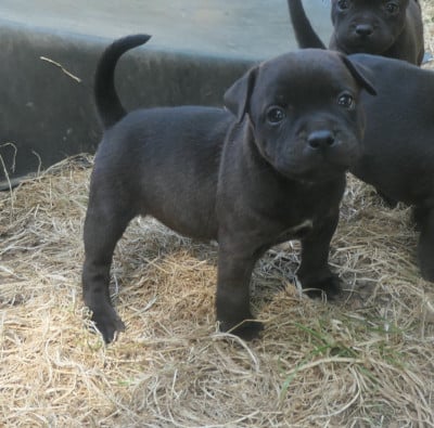 Les chiots de Staffordshire Bull Terrier