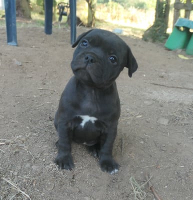 Les chiots de Staffordshire Bull Terrier