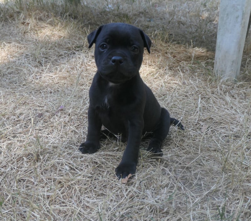 Staffordshire Bull Terrier - De Contagious Magic