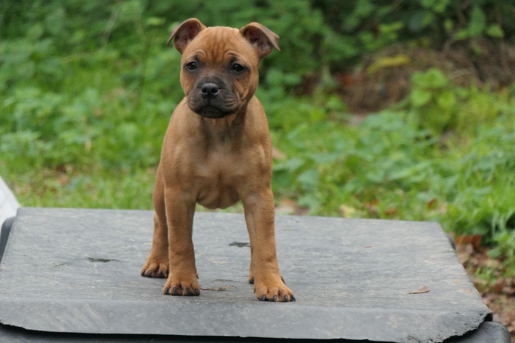 CHIOT - Staffordshire Bull Terrier