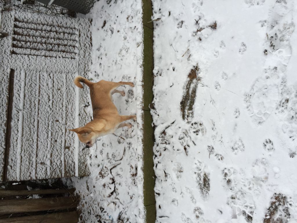 Publication : Du clos de champcheny Auteur : du clos champcheny