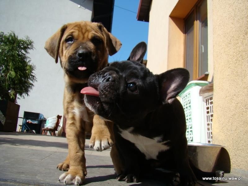 Publication : Z Horowych Bagien