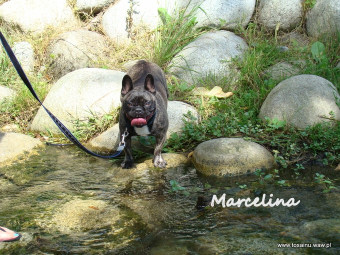 Publication : Z Horowych Bagien