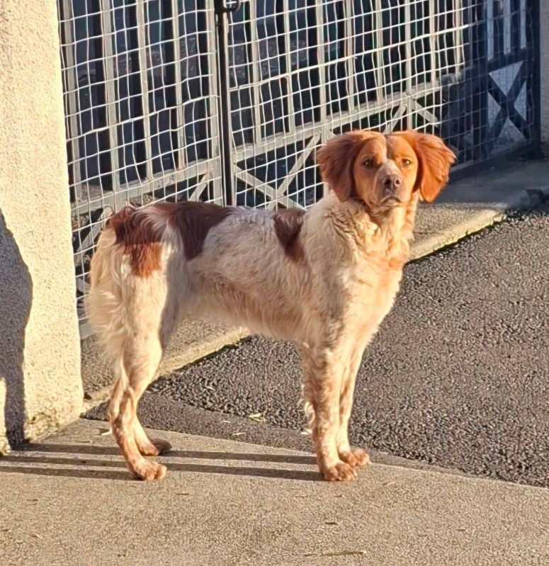 Alya du chène de sophie