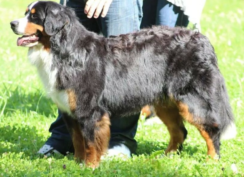 Ira del rey de asturias Du Hameau De Baika - 5è Excellent - Classe Jeune