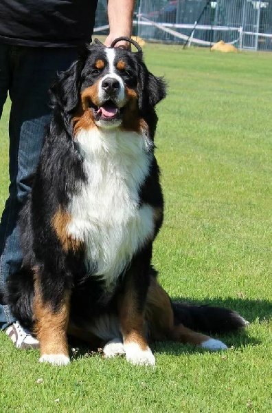 Ira del rey de asturias Du Hameau De Baika - 1er Excellent - Meilleur Jeune