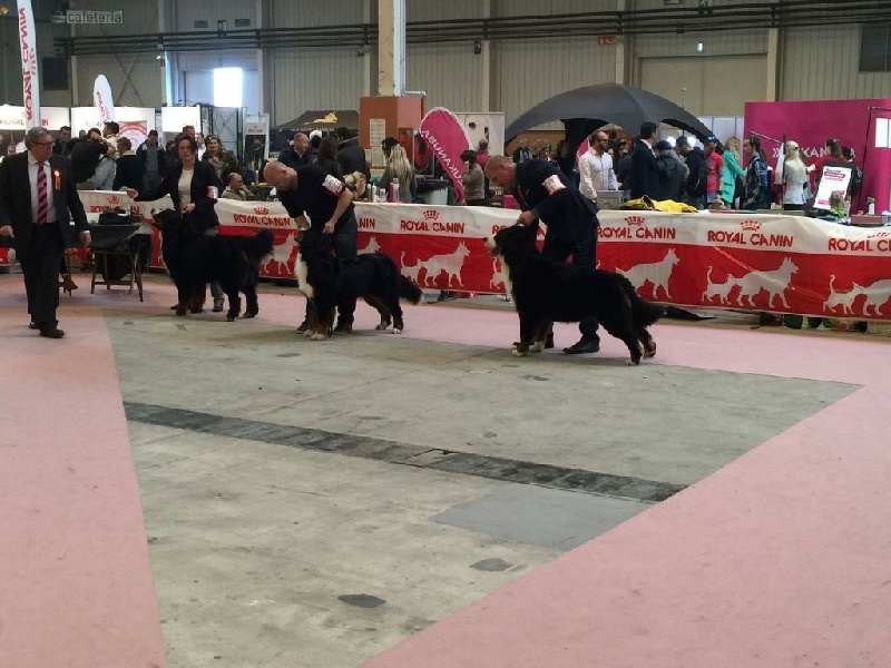 Ira del rey de asturias Du Hameau De Baika - 1er Excellent CAC/CACIB