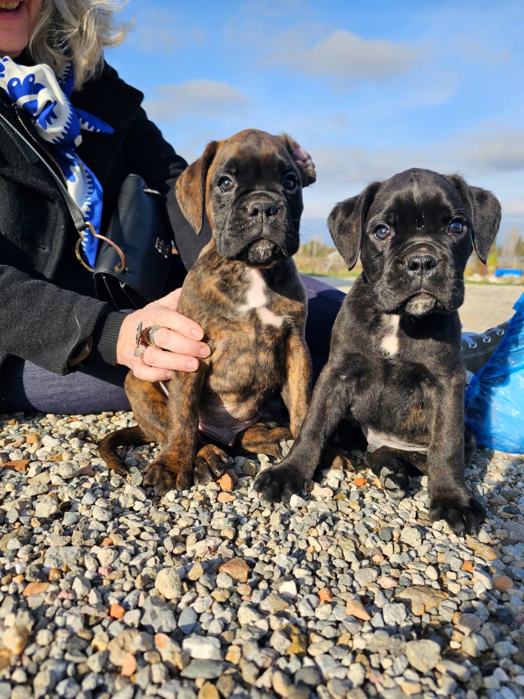 Boxer - Du Soleil De L'aurion