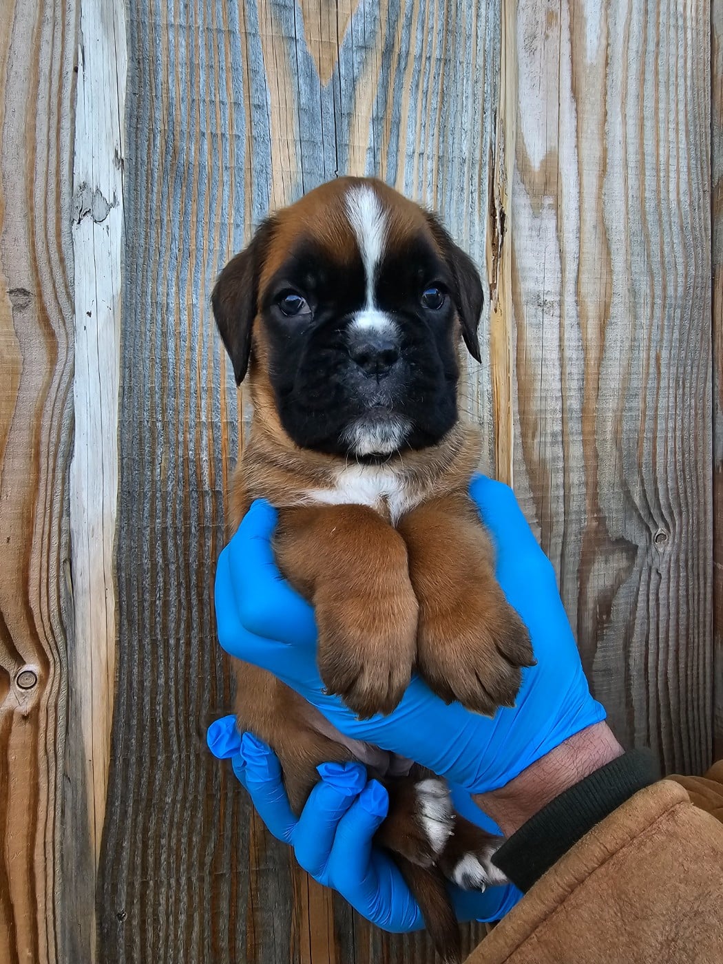 Boxer - Du Soleil De L'aurion