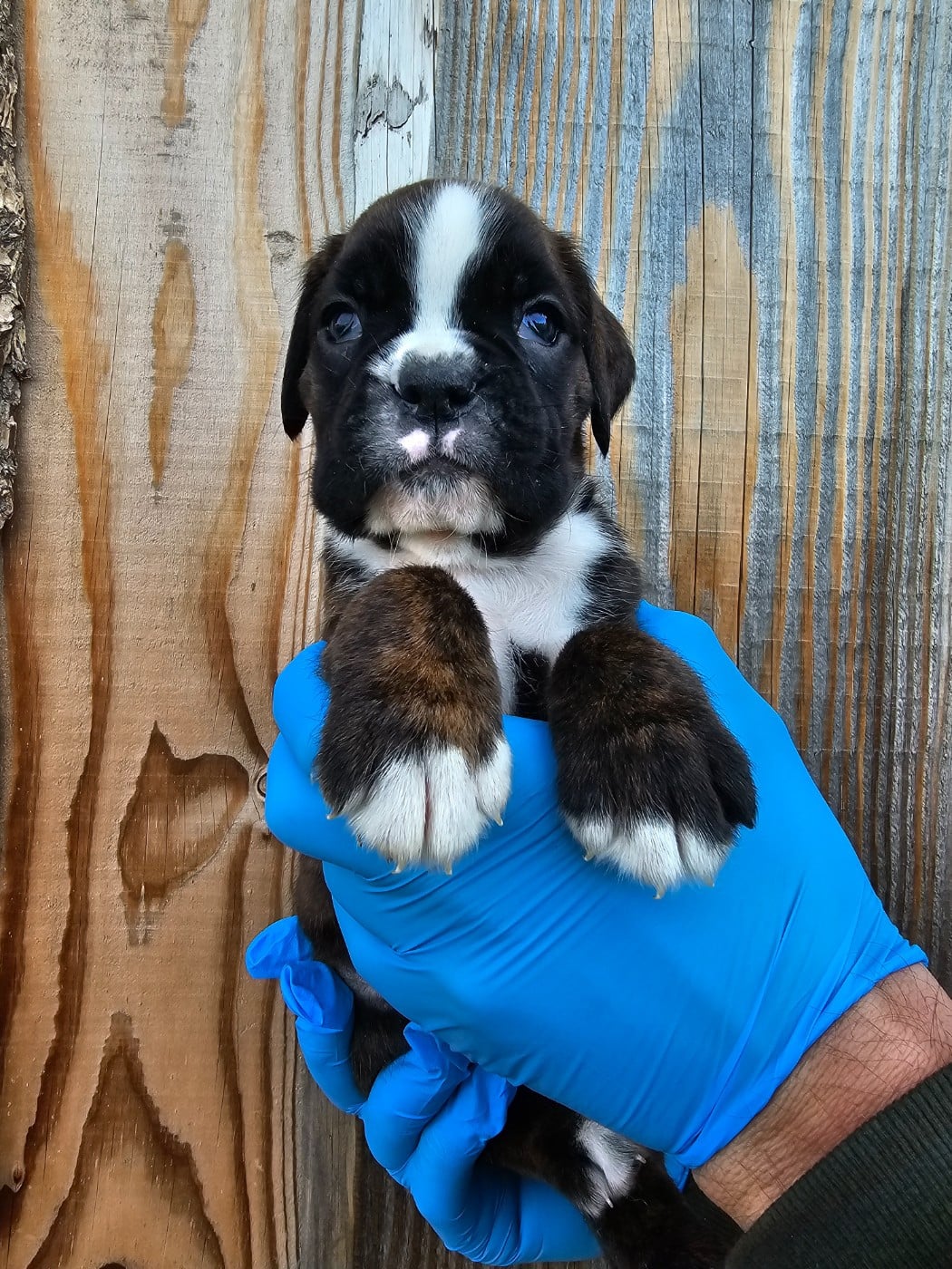 Boxer - Du Soleil De L'aurion