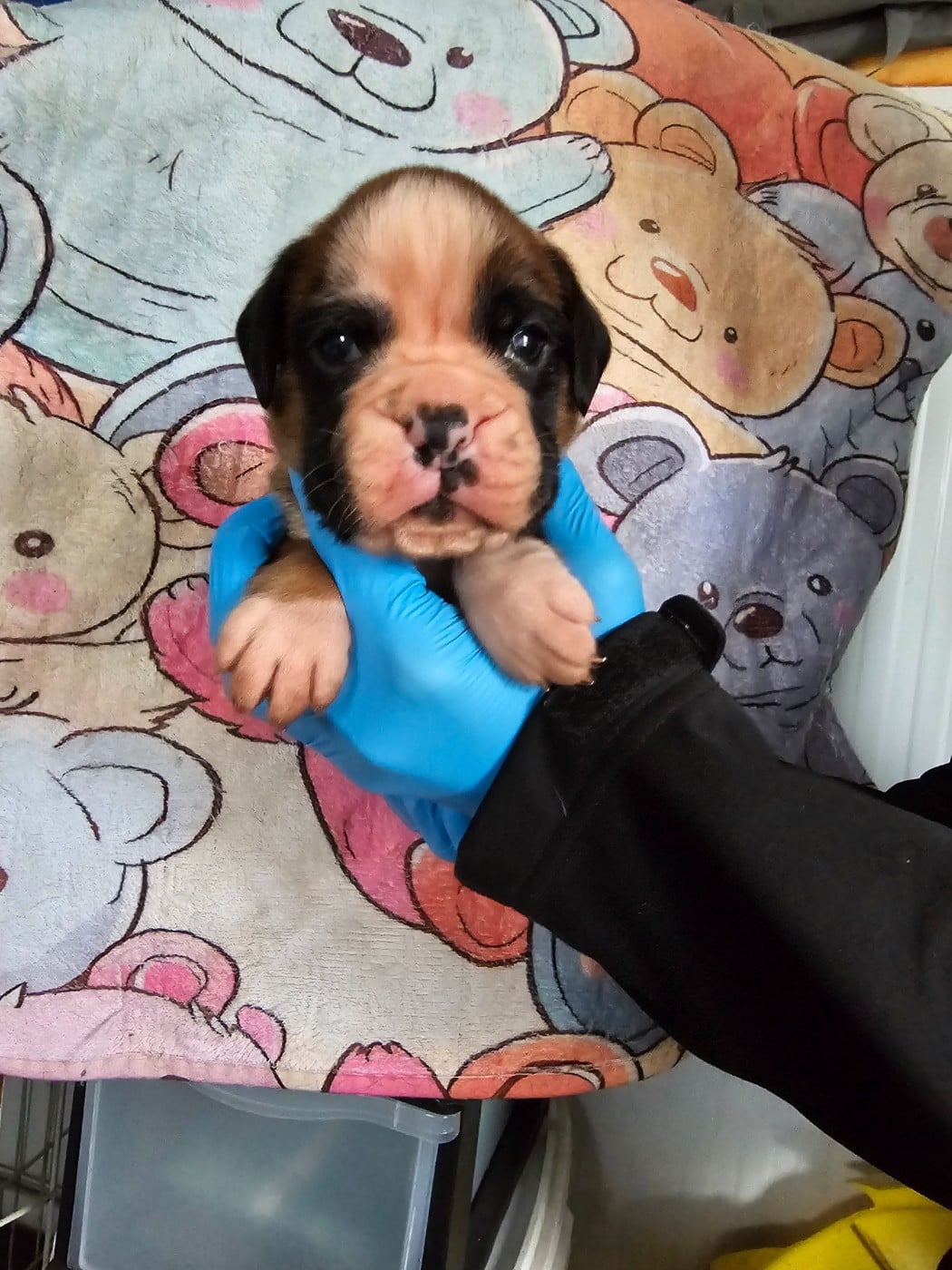 CHIOT 1 - Boxer
