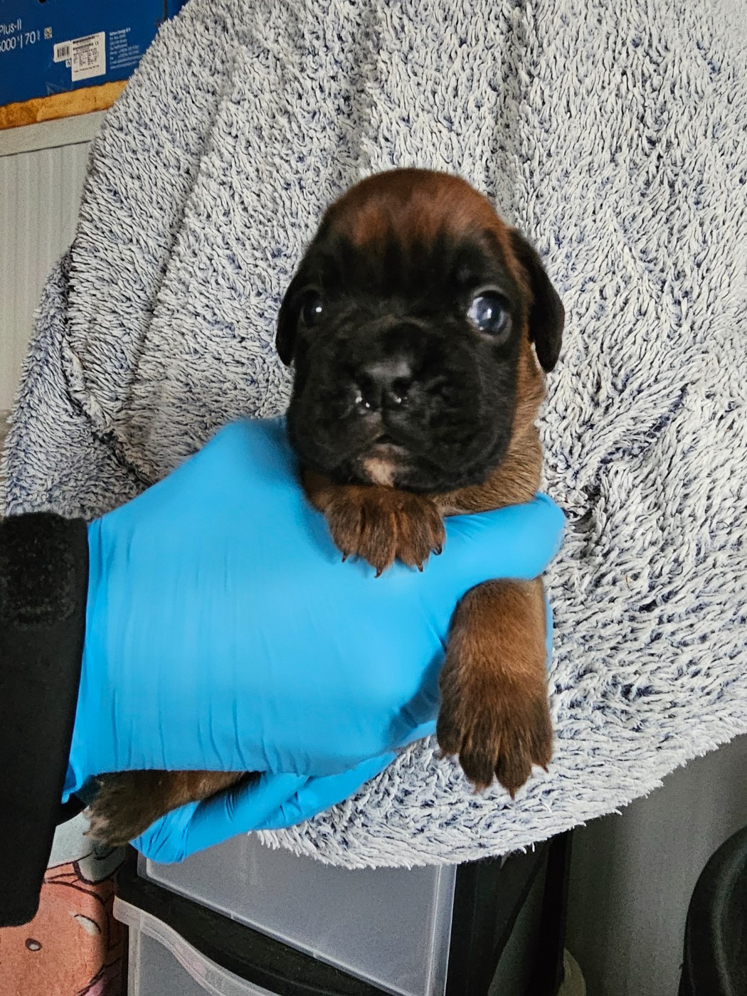 CHIOT 3 - Boxer