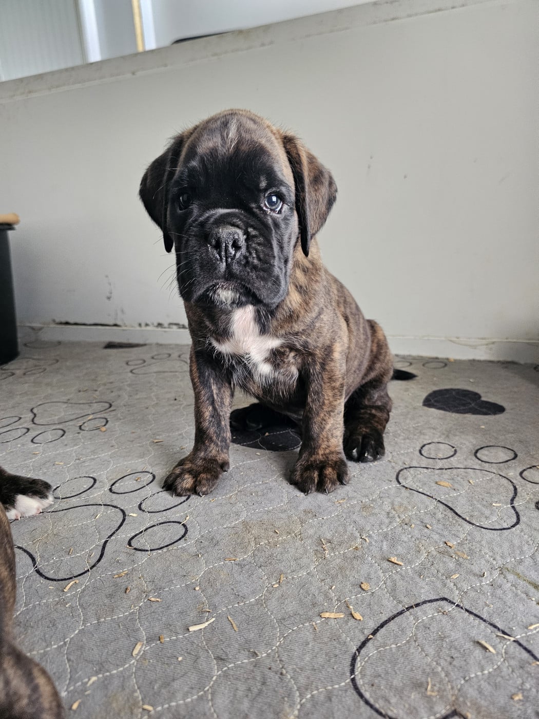 Booba - Boxer