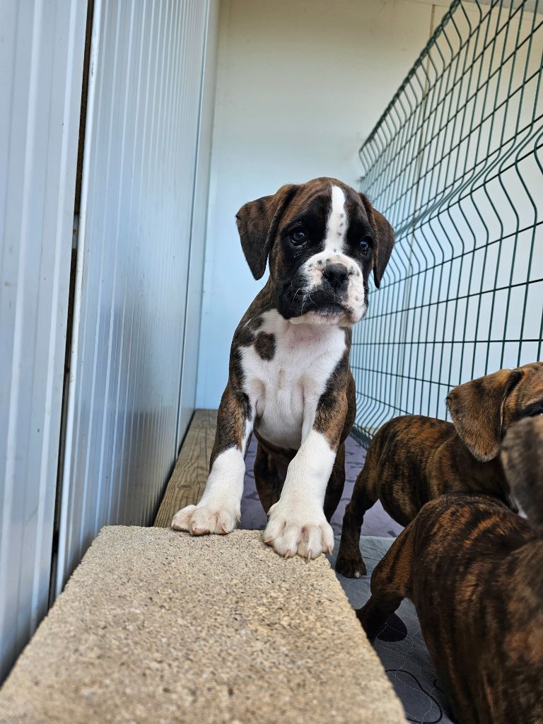 Boxer - Du Soleil De L'aurion