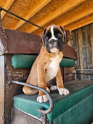 Les chiots de Boxer