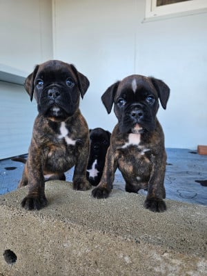 Les chiots de Boxer