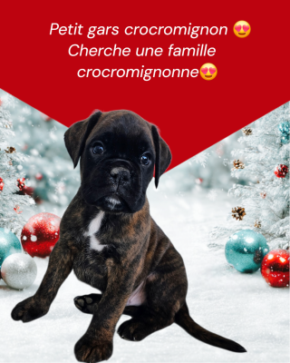 Les chiots de Boxer