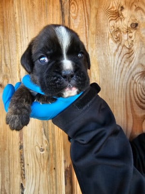 Les chiots de Boxer