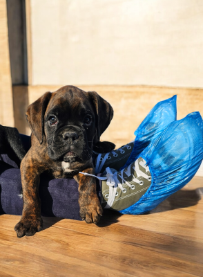 Les chiots de Boxer