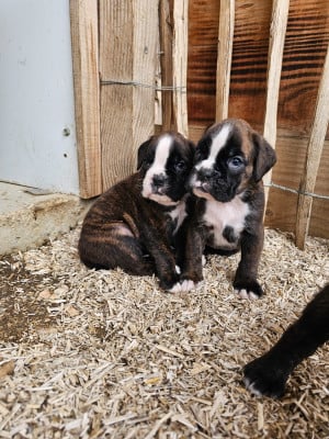 Les chiots de Boxer